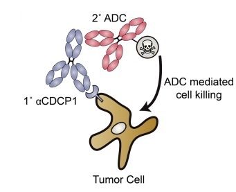 Schematic of antibodies delivering cancer therapies to a tumor cell