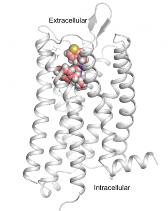 computer model of PZM21 molecule