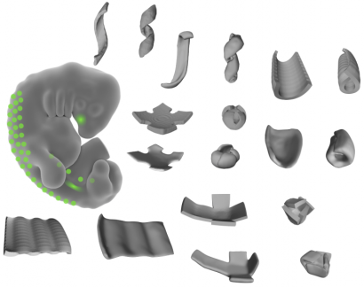 illustration of mouse embryo and folded tissue shapes