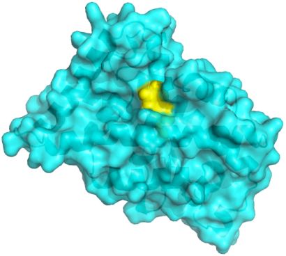 Neuronal protein with newly-identified drug target highlighted