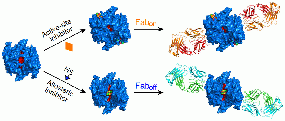caspase-1 enzyme shown in its on- and off-forms