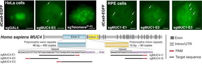 CRISPR imaging of telomeres and genes