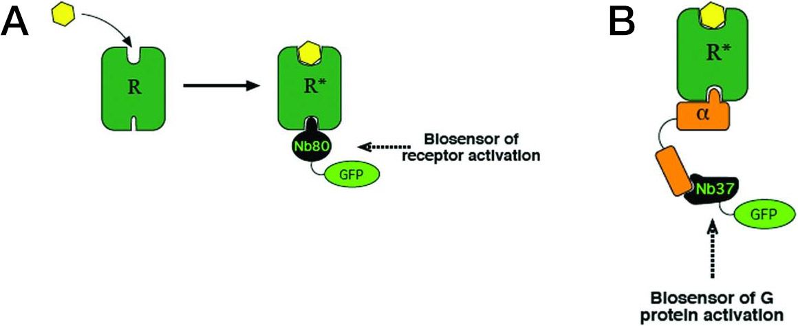 schemes for detecting conformational activation