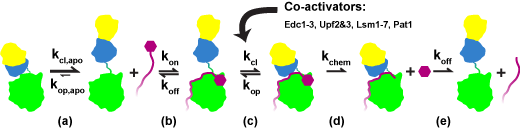 process of mRNA decapping by enzyme
