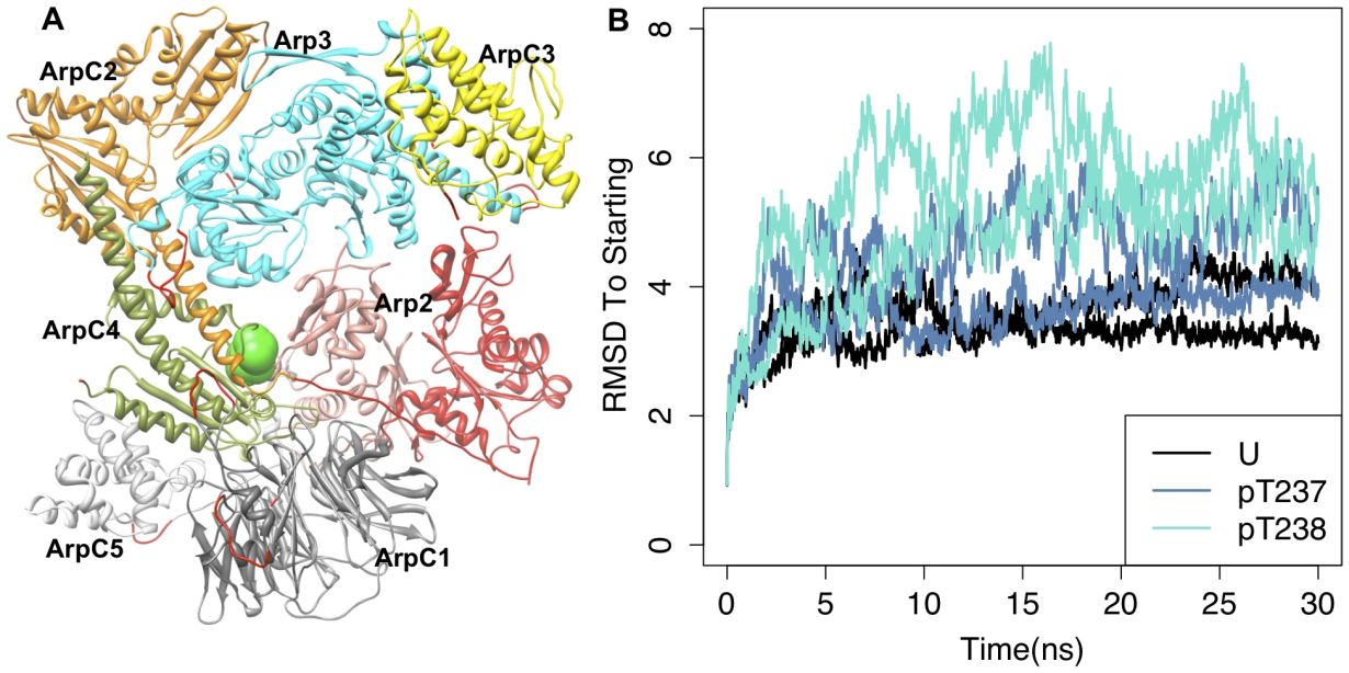 Arp2/3 complex and graph