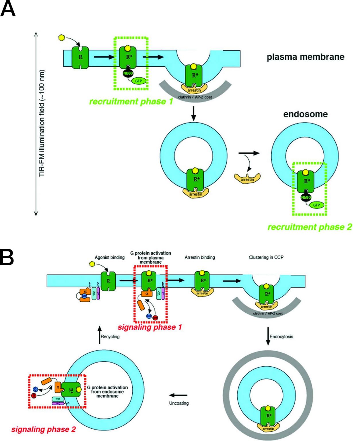 model for two-phase GCPR activation