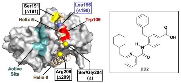 molecular surface of the dimer interface of a KSHV protease monomer