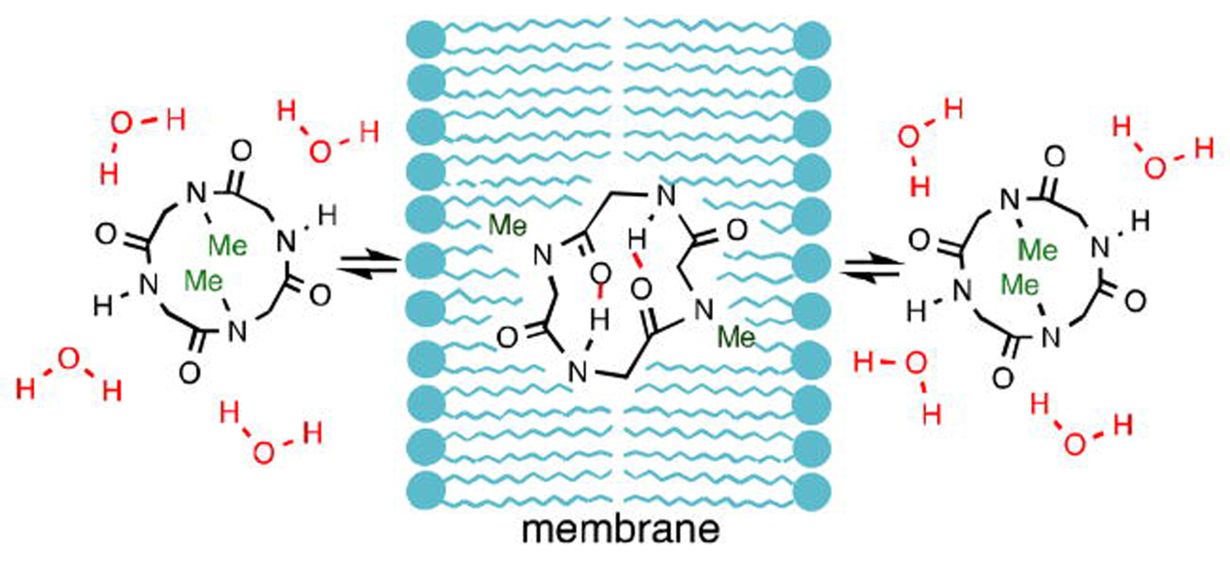 membrane permeability