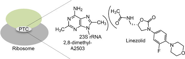 preventing antibiotics from binding