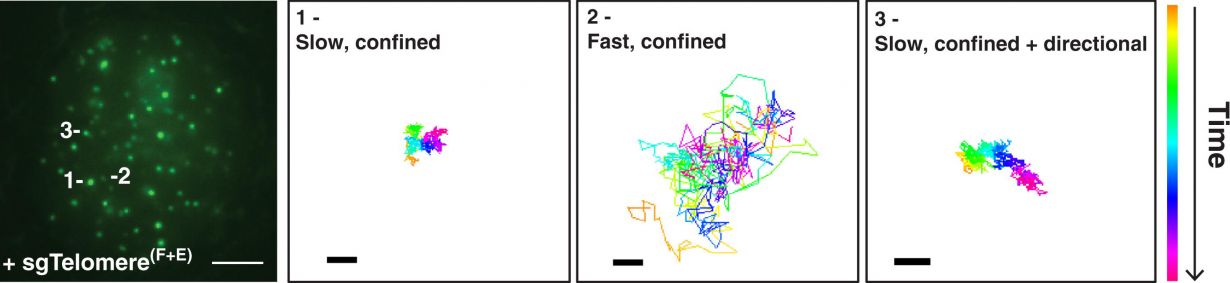 tracking telomere movements in living cells