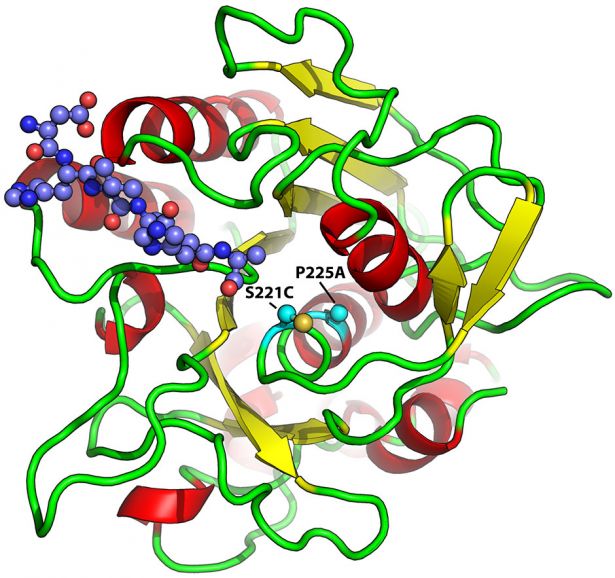 Subtiligase molecule