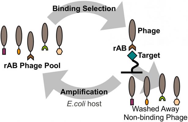 bacteriophage particles and recombinant Fab proteins