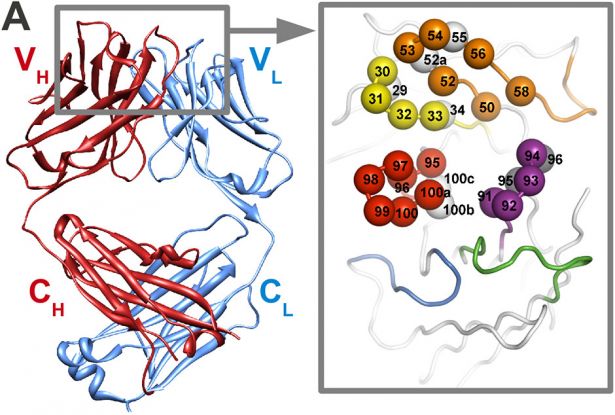 CDR loops, amino acid positions