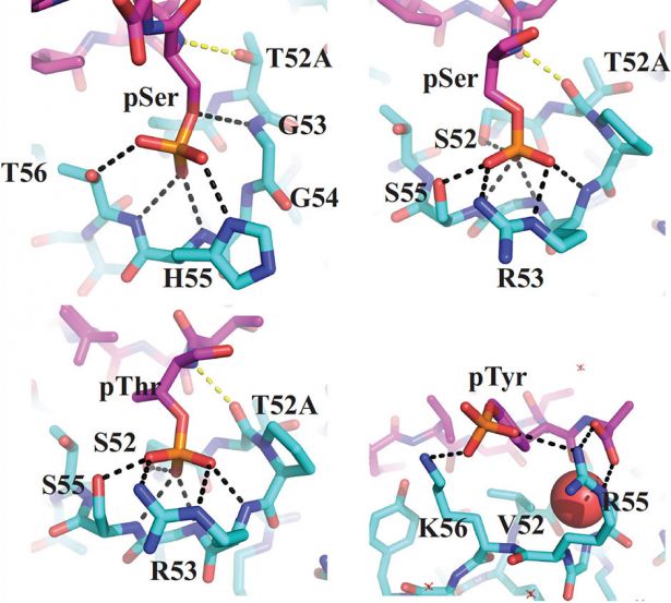 Structures of antibodies’ phosphorylated-residue binding pockets