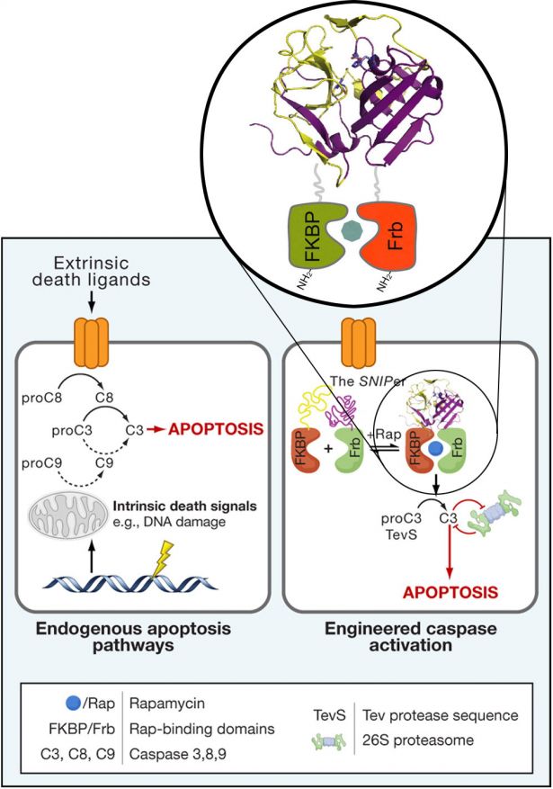 diagram showing endogenous apoptosis pathways and engineered caspase activation