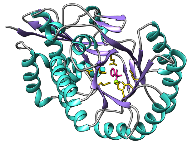 mandelate racemase