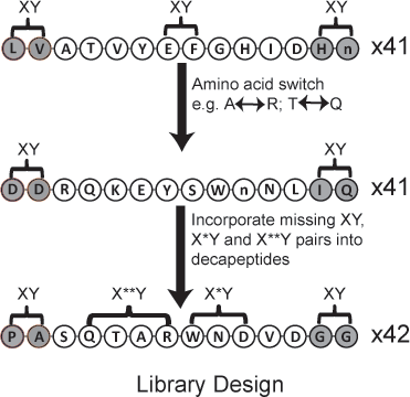 Library of peptides