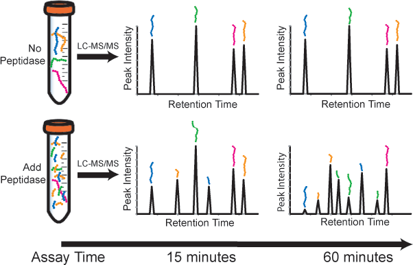 Proteases