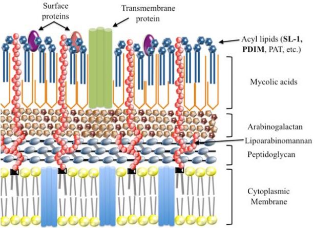 Effective Drug Targeting of Pathogens via Medicinal Chemistry ...