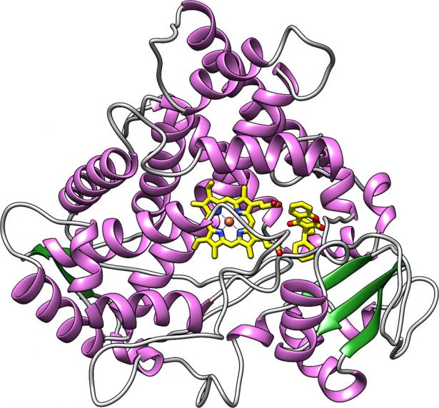 human cytochrome P450 2C9 enzyme binding warfarin