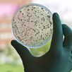 petri dish