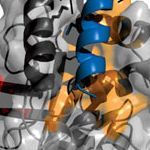 The interface of monomer A (gray) and the α-helix 5 of monomer B (blue).