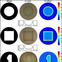 comparisons of petri dishes in mask, in vivo, and in silico states
