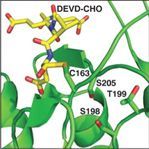 Structural model of the active site of procaspase-3