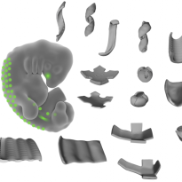 illustration of mouse embryo and folded tissue shapes