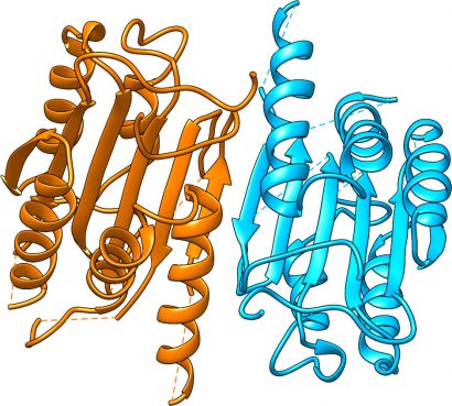 human procaspase-3