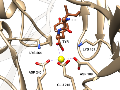 dipeptide epimerase closeup