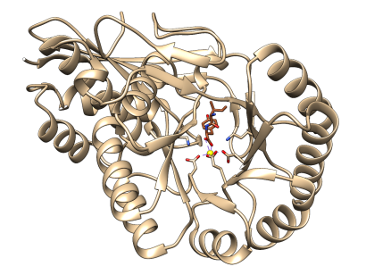 dipeptide epimerase