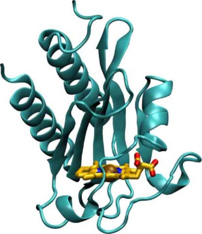GAF sensory domain tuberculosis
