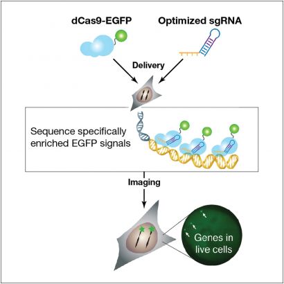 schematic of CRISPR system