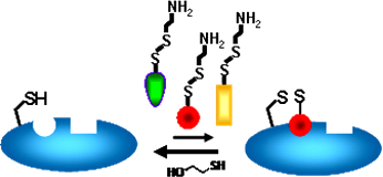 Schematic of disulfide trapping (tethering)