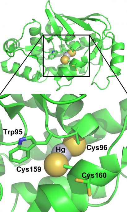 cysteinerich active site of organomercurial lyase binding mercury