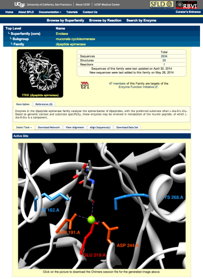 dipeptide epimerase