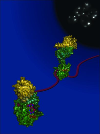 mRNA recognition and decapping
