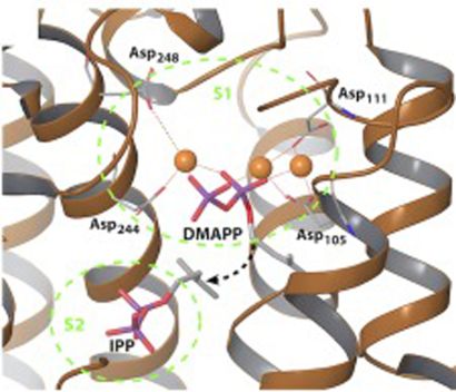 E-PTS enzyme