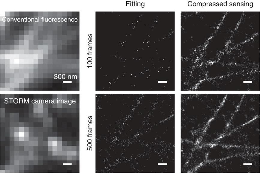 STORM imaging of immunostained microtubules