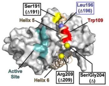 KSHV protease monomer
