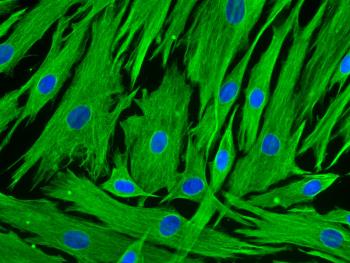 cells under microscope.