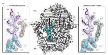 A rendering of drug molecules, as balls-and-sticks, interacting with a space-filling rendering of a ribosome protein