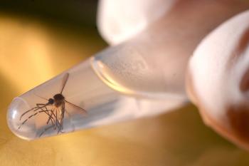Mosquito in test tube